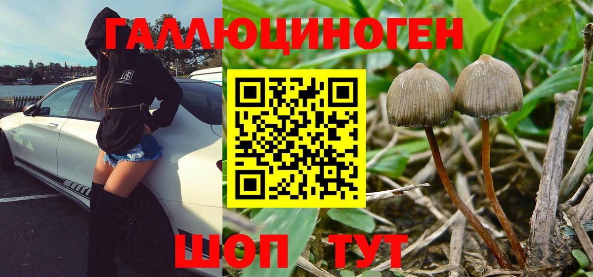 Псилоцибиновые грибы Cubensis Чистополь